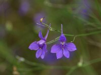 Consolida vulgaris