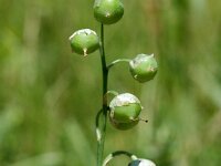 Convallaria majalis, Lily of the Valley