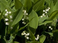 Convallaria majalis 20, Lelietje-van-dalen, Saxifraga-Jan van der Straaten