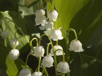 Convallaria majalis 3, Lelietje-van-dalen, Saxifraga-Jan van der Straaten