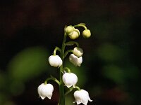 Convallaria majalis 30, Lelietje-van-dalen, Saxifraga-Hans Dekker