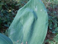 Convallaria majalis 34, Lelietje-van-dalen, Saxifraga-Rutger Barendse