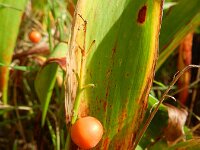 Convallaria majalis 35, Lelietje-van-dalen, Saxifraga-Rutger Barendse