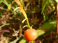 Convallaria majalis 36, Lelietje-van-dalen, Saxifraga-Rutger Barendse