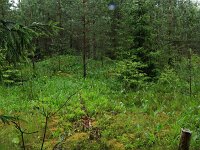 Convallaria majalis 38, Lelietje-van-dalen, Saxifraga-Hans Boll