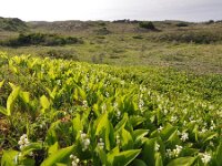 Convallaria majalis 40, Lelietje-van-dalen, Saxifraga-Jelle van Dijk