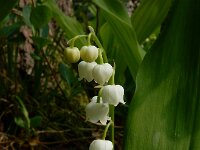 Convallaria majalis 41, Lelietje-van-dalen, Saxifraga-Ed Stikvoort