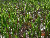 Convallaria majalis 43, Lelietje-van-dalen, Saxifraga-Ed Stikvoort