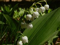 Convallaria majalis 46, Lelietje-van-dalen, Saxifraga-Ed Stikvoort