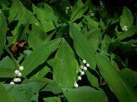 Convallaria majalis 48, Lelietje-van-dalen, Saxifraga-Ed Stikvoort