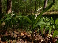 Convallaria majalis 49, Lelietje-van-dalen, Saxifraga-Ed Stikvoort