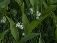 Convallaria majalis 52, Lelietje-van-dalen, Saxifraga-Jan van der Straaten