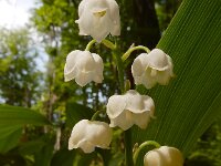 Convallaria majalis 58, Lelietje-van-dalen, Saxifraga-Ed Stikvoort
