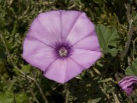 Convolvulus althaeoides 10, Saxifraga-Willem van Kruijsbergen