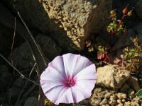 Convolvulus althaeoides 11, Saxifraga-Jeroen Willemsen