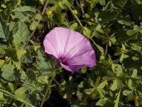 Convolvulus althaeoides 12, Saxifraga-Jan van der Straaten