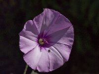 Convolvulus althaeoides 15, Saxifraga-Willem van Kruijsbergen