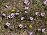 Convolvulus althaeoides 16, Saxifraga-Jan van der Straaten