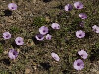 Convolvulus althaeoides 17, Saxifraga-Willem van Kruijsbergen