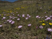 Convolvulus althaeoides 19, Saxifraga-Willem van Kruijsbergen