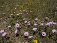 Convolvulus althaeoides 20, Saxifraga-Jan van der Straaten