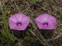 Convolvulus althaeoides 21, Saxifraga-Willem van Kruijsbergen