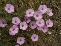 Convolvulus althaeoides 22, Saxifraga-Willem van Kruijsbergen