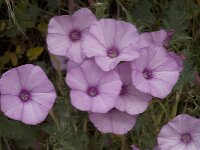 Convolvulus althaeoides 23, Saxifraga-Willem van Kruijsbergen