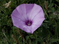 Convolvulus althaeoides 24, Saxifraga-Willem van Kruijsbergen