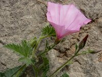 Convolvulus althaeoides 25, Saxifraga-Ed Stikvoort