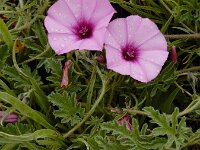 Convolvulus althaeoides 31, Saxifraga-Ed Stikvoort