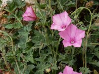 Convolvulus althaeoides 32, Saxifraga-Ed Stikvoort