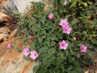 Convolvulus althaeoides 33, Saxifraga-Ed Stikvoort
