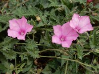 Convolvulus althaeoides 34, Saxifraga-Ed Stikvoort