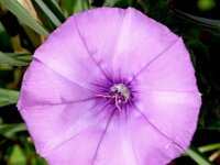Convolvulus althaeoides 35, Saxifraga-Sonja Bouwman