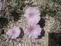 Convolvulus althaeoides ssp tenuissimus 9, Saxifraga-Jasenka Topic