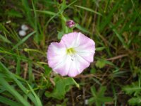 Convolvulus arvensis 11, Akkerwinde, Saxifraga-Jasenka Topic
