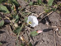 Convolvulus arvensis 12, Akkerwinde, Saxifraga-Peter Meininger