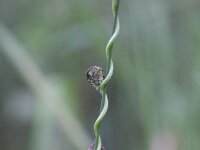 Convolvulus arvensis 18, Akkerwinde, Saxifraga-Rutger Barendse