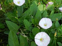 Convolvulus arvensis 19, Akkerwinde, Saxifraga-Rutger Barendse