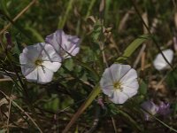 Convolvulus arvensis 30, Akkerwinde, Saxifraga-Jan van der Straaten