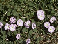 Convolvulus arvensis 37, Akkerwinde, Saxifraga-Willem van Kruijsbergen