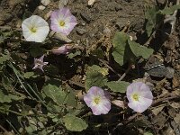 Convolvulus arvensis 4, Akkerwinde, Saxifraga-Marijke Verhagen