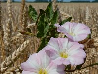 Convolvulus arvensis 40, Akkerwinde, Saxifraga-Ed Stikvoort