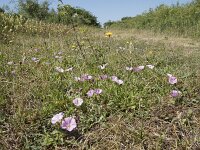 Convolvulus arvensis 48, Akkerwinde, Saxifraga-Willem van Kruijsbergen