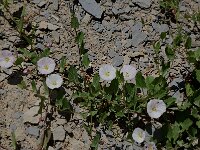 Convolvulus arvensis 5, Akkerwinde, Saxifraga-Willem van Kruijsbergen