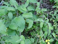 Convolvulus canariensis
