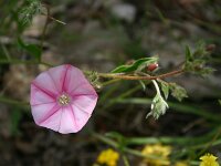 Convolvulus cantabricus