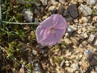 Convolvulus cantabricus 10, Saxifraga-Jasenka Topic