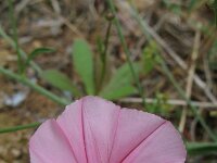 Convolvulus cantabricus 11, Saxifraga-Rutger Barendse